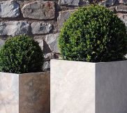 Plants & Extras
