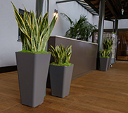 Tall Planters 