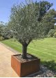 Rusty steel olive tree pot