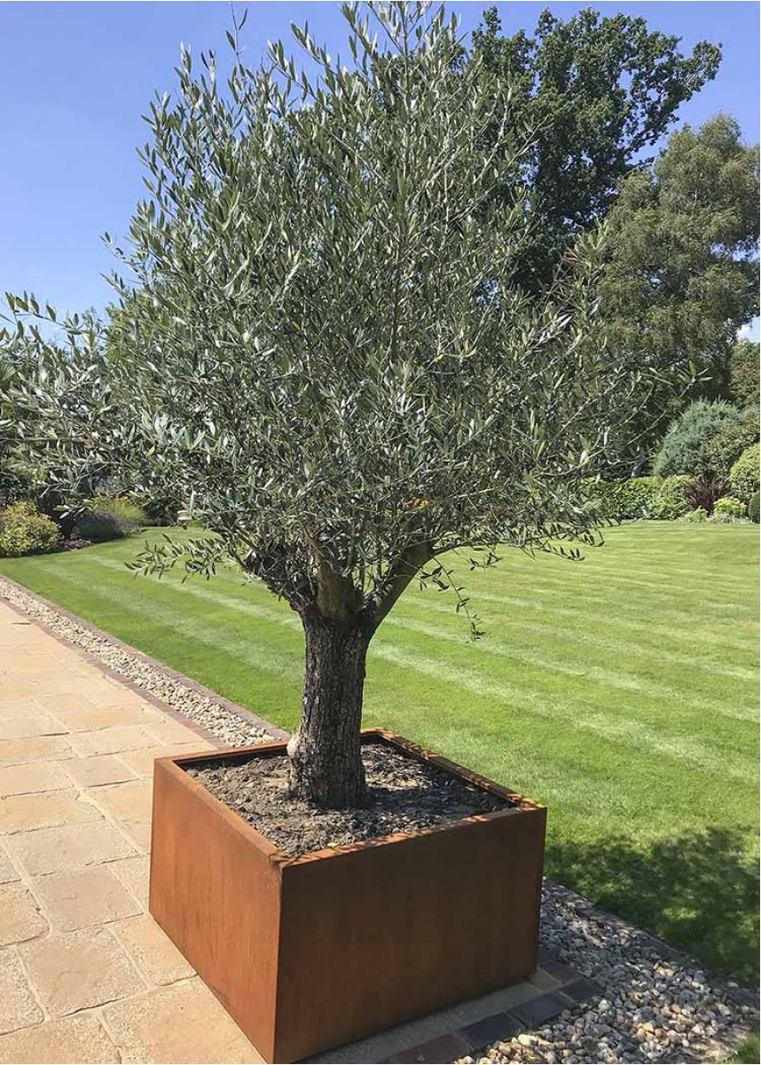 Rusty steel olive tree pot