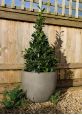 large round grey plant pot