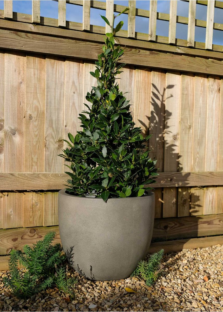 large round grey plant pot