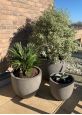 Large medium and small round planters