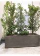 rectangular planter for hedge