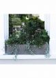 80cm window box frostproof