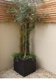 Garden Large Cube Tree Pot