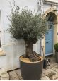 Plant pot for olive tree