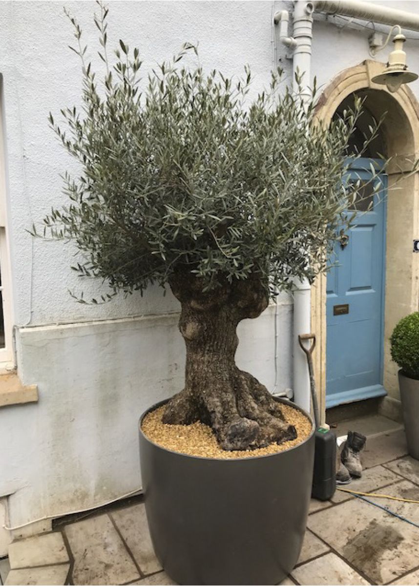 Plant pot for olive tree