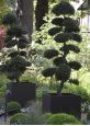 Large Steel Cube Planter with trees