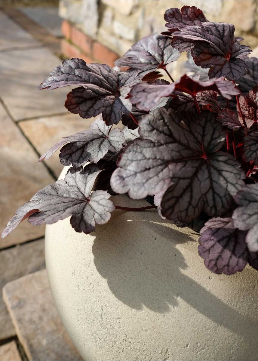 Large white garden plant pots
