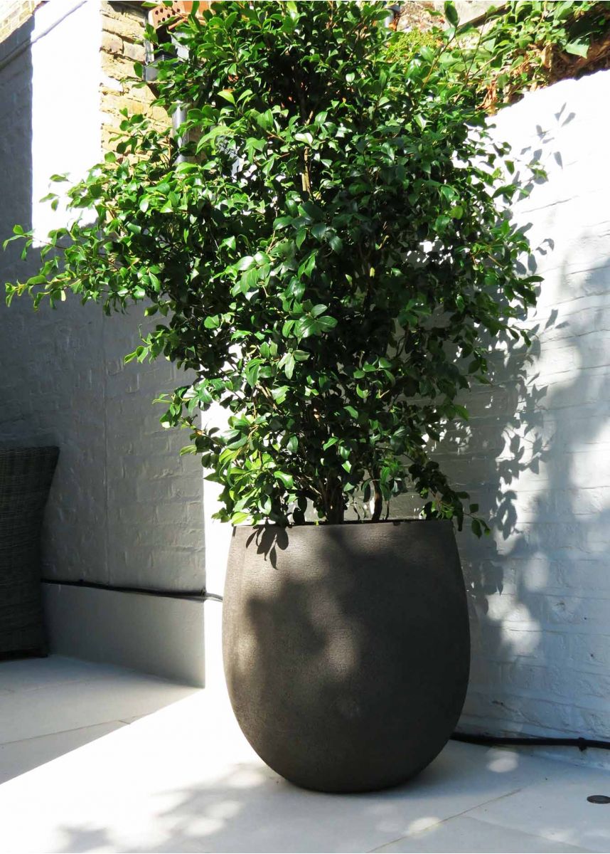 Curved shape plant pot