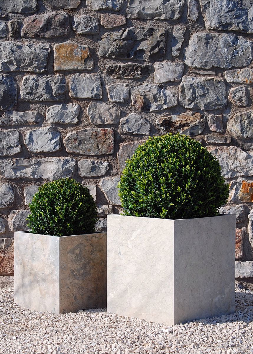 Box Buxus topiary ball sphere