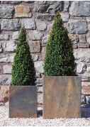 Box Buxis topiary cone