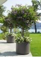 FRC Delta planters 60cm tall