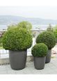 Lightweight tapered round plant pots