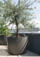 Large shrub and specimen plant pot