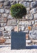 Lollipop Privet topiary plant