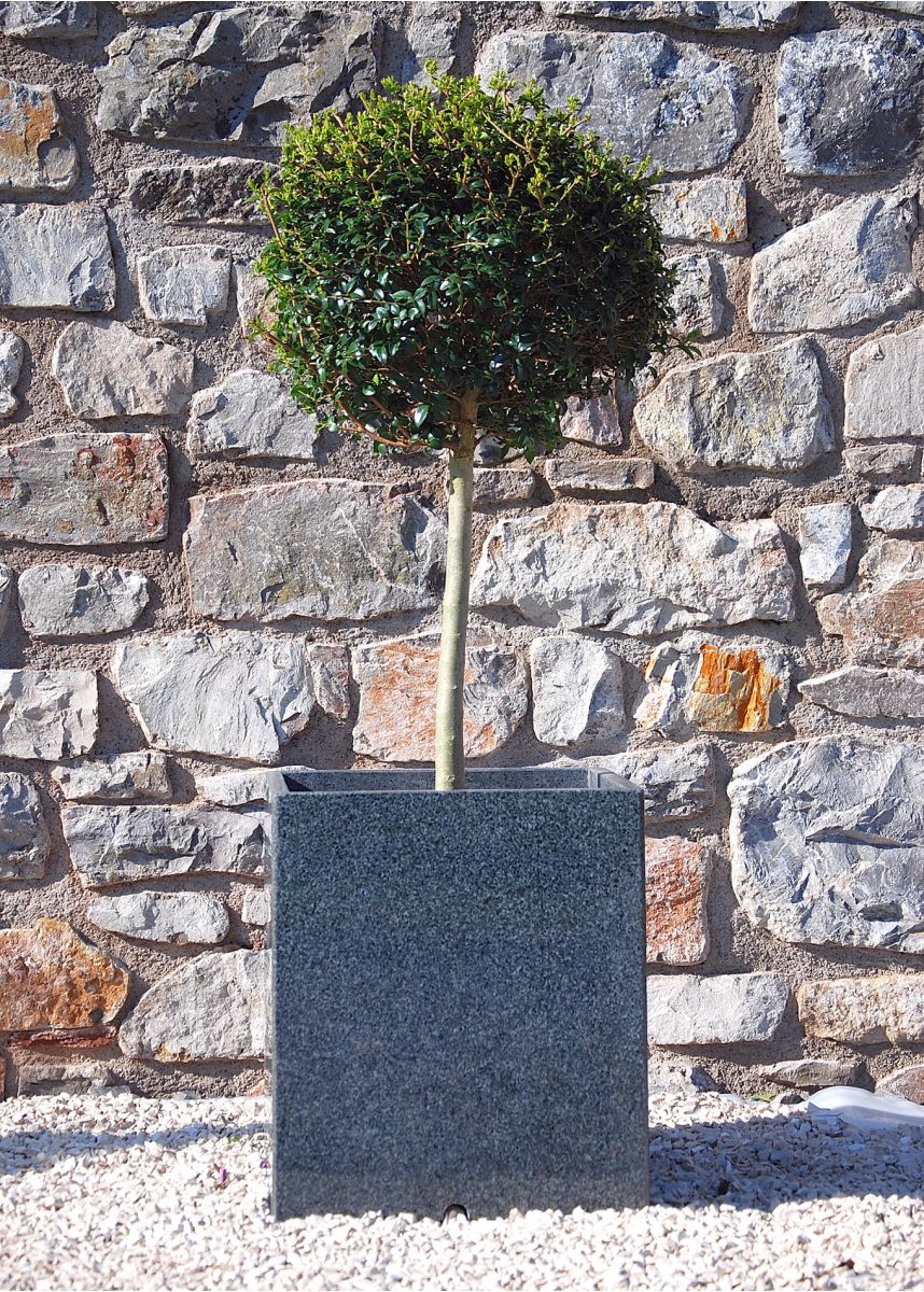 Lollipop Privet topiary plant