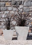Black New Zealand Flax Phormiums plants