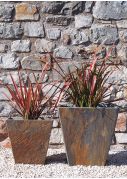 Red New Zealand Flax Phormiums plants