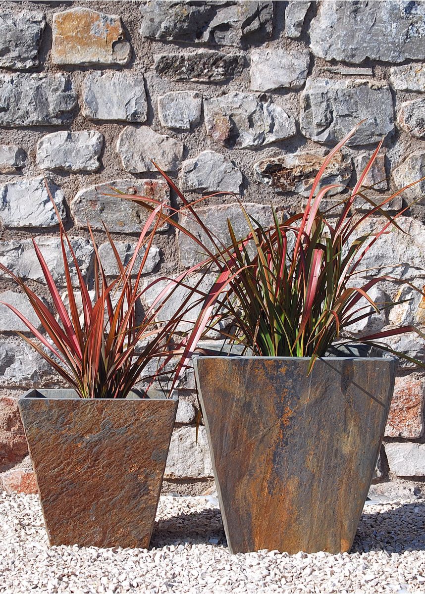 Red New Zealand Flax Phormiums plants