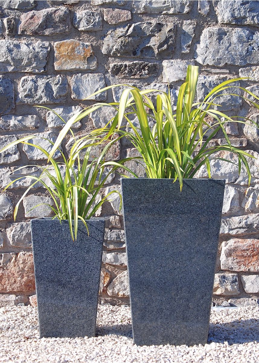 Yellow New Zealand Flax Phormiums plants