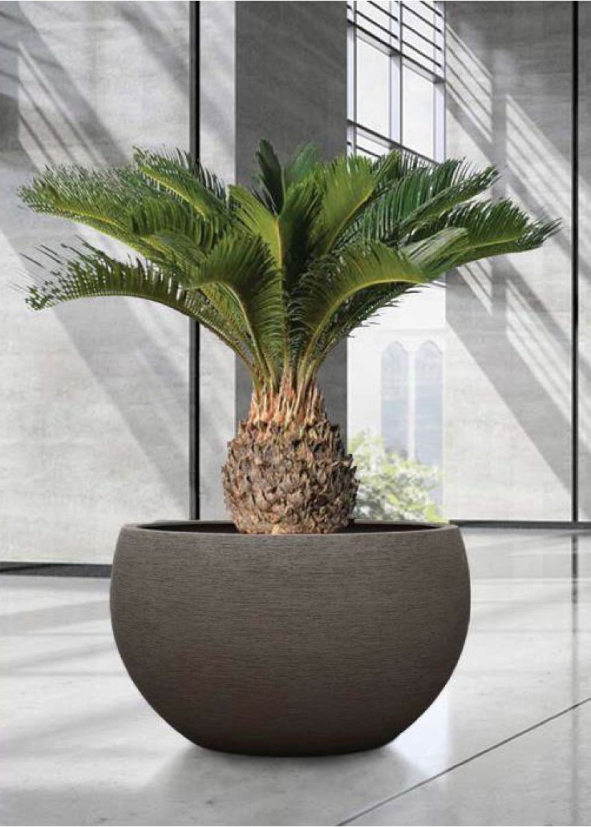 round planter for trees