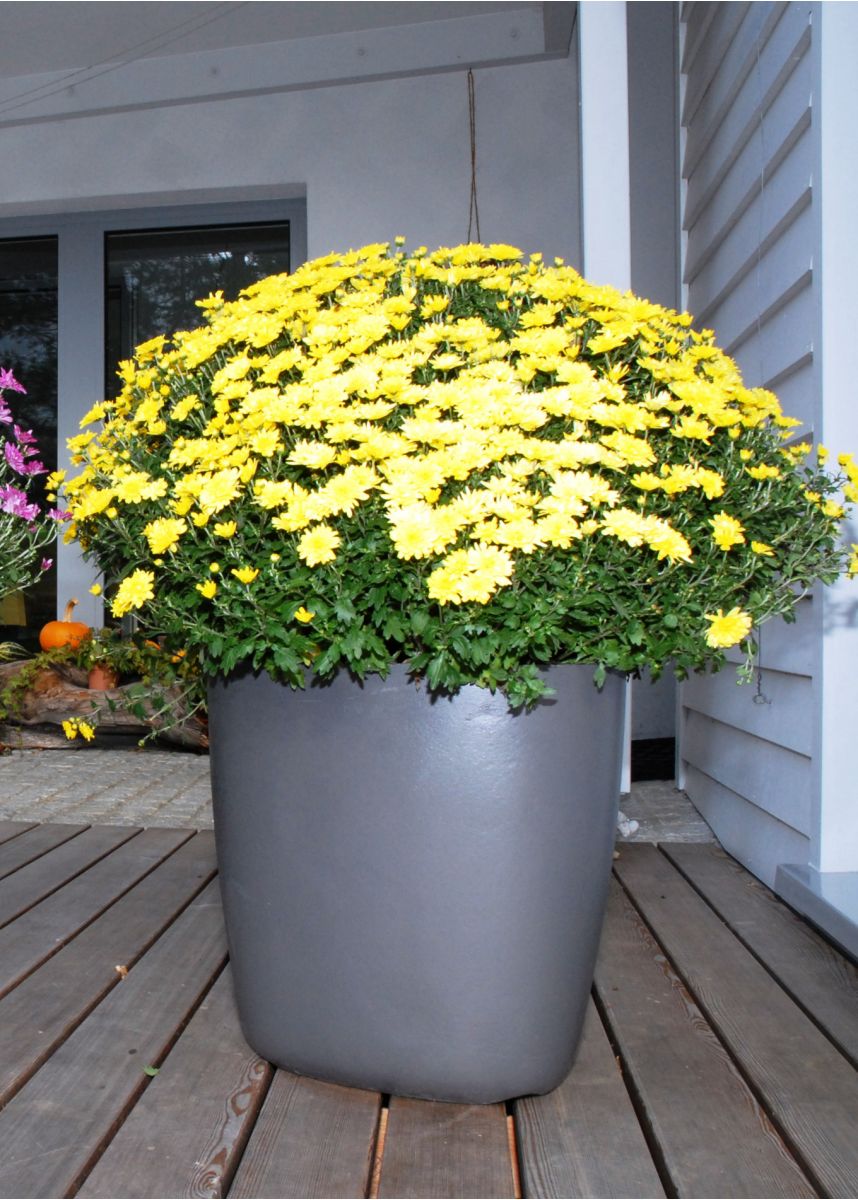 Fibre Reinforced Cement external plant pot