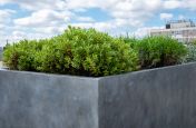 Zinc planters with pre-patinated finish