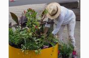 Large planter for public retail spaces