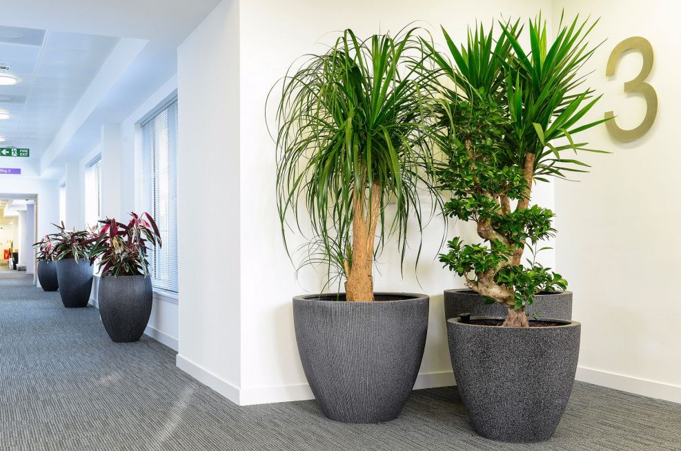 Aberdeen Council Offices Interior Planters