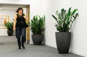 Soft landscaping planters for Council office corridor