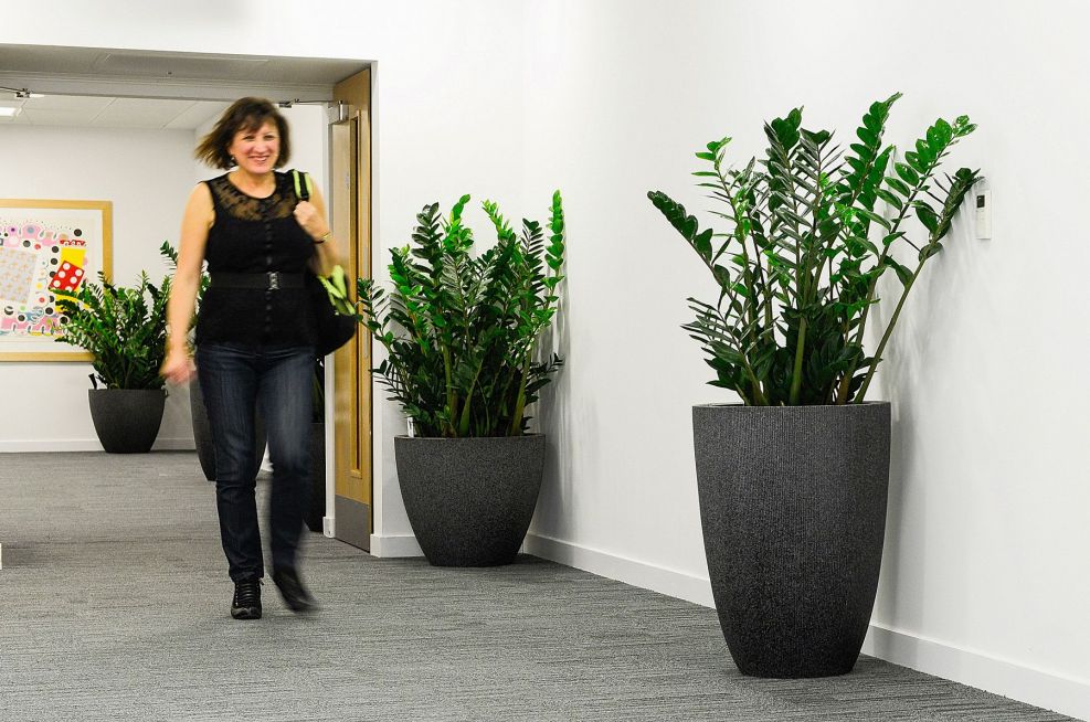 Soft landscaping planters for Council office corridor