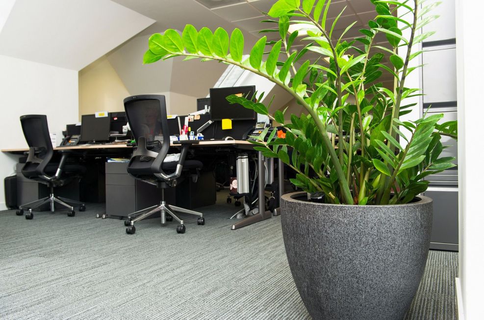 Low maintenance office planters for Aberdeen City Council