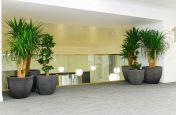 Self-watering tree planters for internal offices