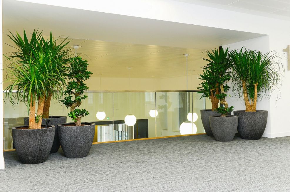 Self-watering tree planters for internal offices