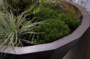 Hotel Street Planters with Planting