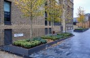 Large tree planters on a slope