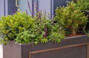 Office development rooftop planters