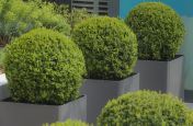 Berkely Homes Cement Boulevard Planters