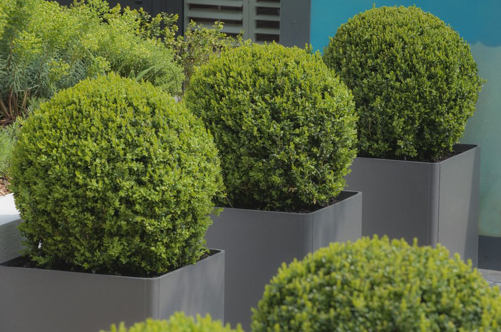 Berkely Homes Cement Boulevard Planters