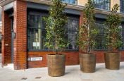 Extra large bronze clad planters