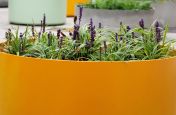 Boulevard Planters Of Custom, Colour At Kings College London