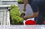 Dress the top of the planters to retain moisture