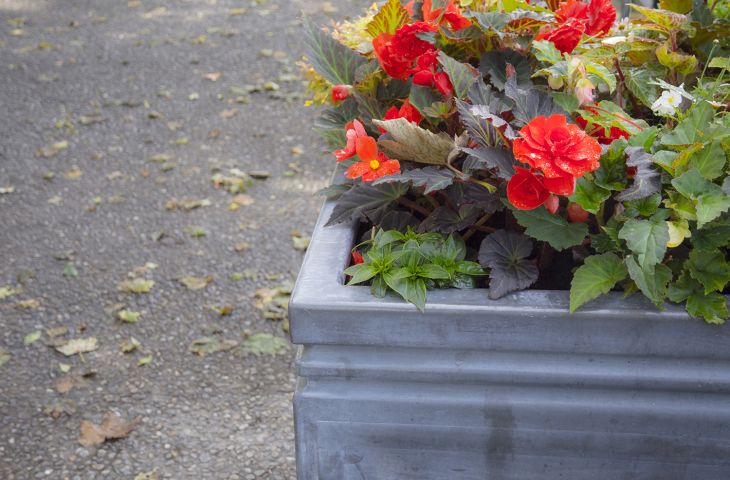 lead planters