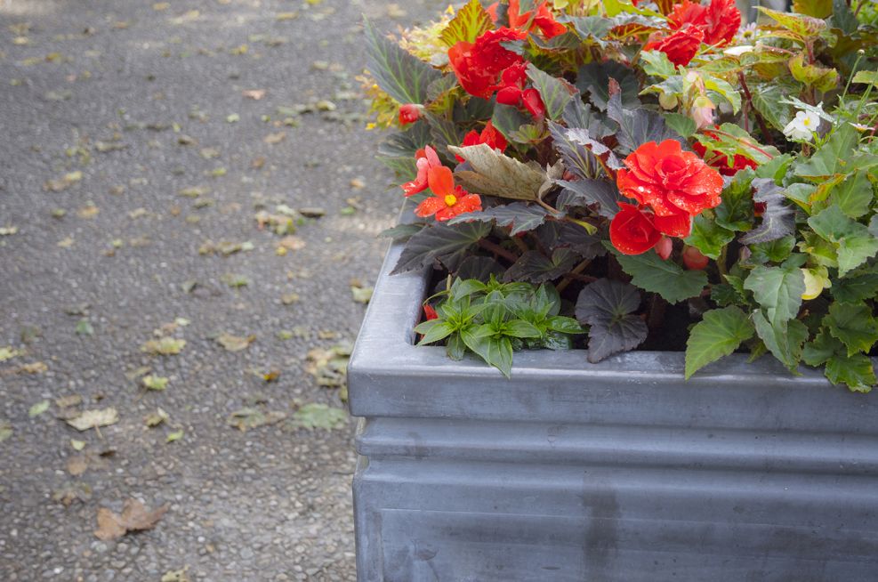 IOTA Lead Planters Derry City and Strabane District Council