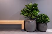 planters_for_interior_landscaping