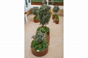 Large planters for trees and shrubs