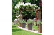 Tall Taper Planters Featuring Planted Lavender