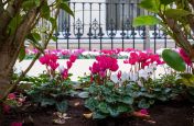 Bespoke planters in London